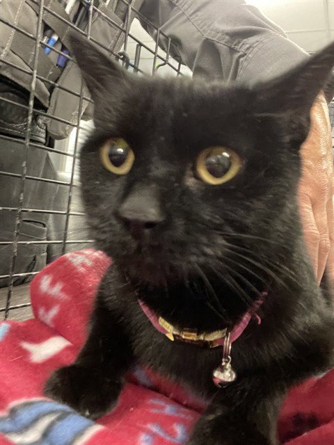 CASSIAN - Domestic Short Hair available for adoption