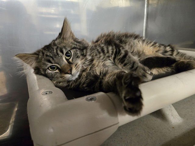 DRACO - Domestic Short Hair available for adoption