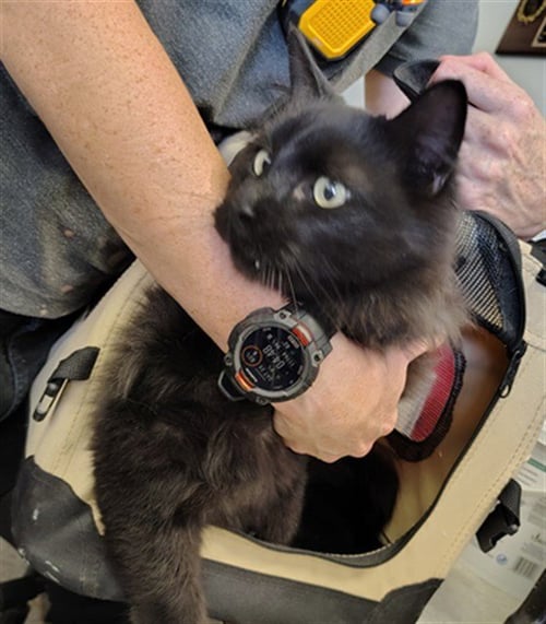 FANG - Domestic Long Hair available for adoption