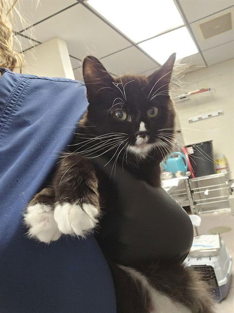 JAZZY - Domestic Short Hair available for adoption