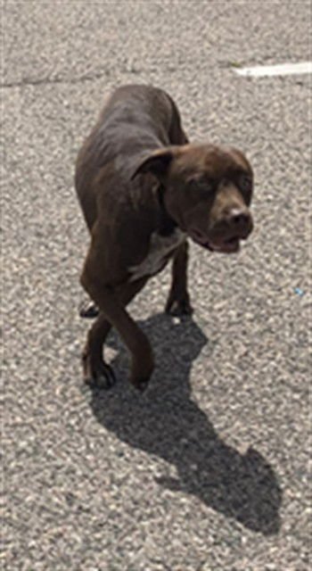 ROBERT - Pit Bull Terrier available for adoption