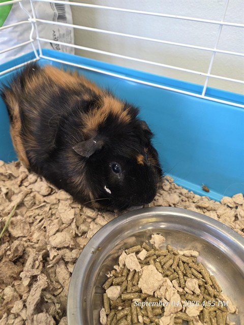 PANCHO - Guinea Pig available for adoption