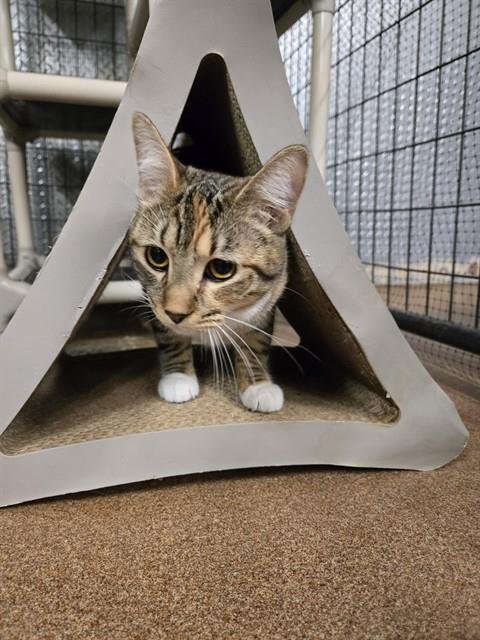 JENNY - Domestic Short Hair available for adoption