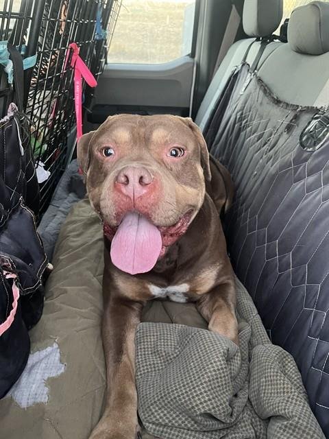 HAPPY - Staffordshire Bull Terrier available for adoption