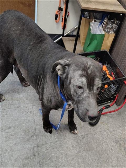 RUTH - Pit Bull Terrier / Labrador Retriever available for adoption