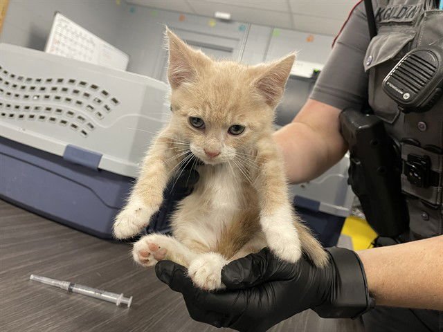 PUNKIN - Domestic Short Hair available for adoption