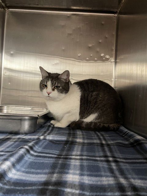 A120661 - Domestic Medium Hair available for adoption