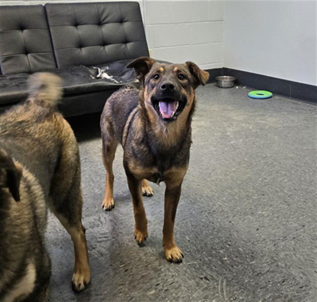 FIONA - Norwegian Elkhound / German Shepherd Dog available for adoption