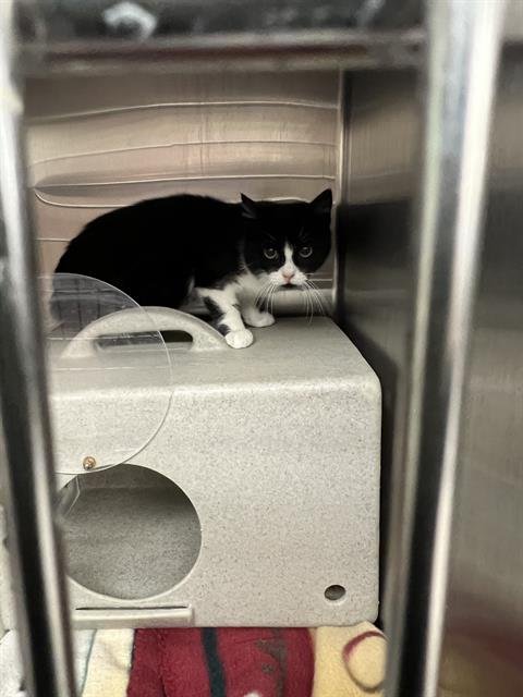 NITRO - Domestic Short Hair available for adoption
