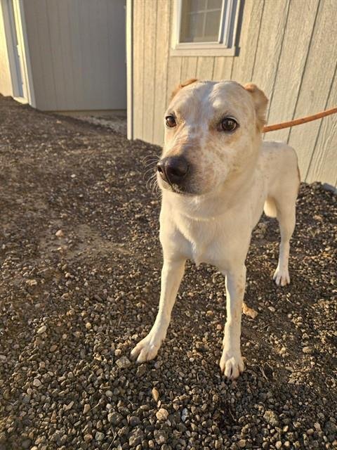 RUFUS - Australian Cattle Dog/Blue Heeler available for adoption