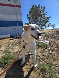 RUFUS - Photo 1