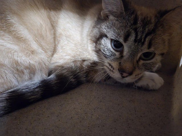 TIKI - Siamese available for adoption