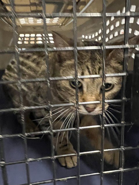 JYNX - Domestic Short Hair for adoption in Casper