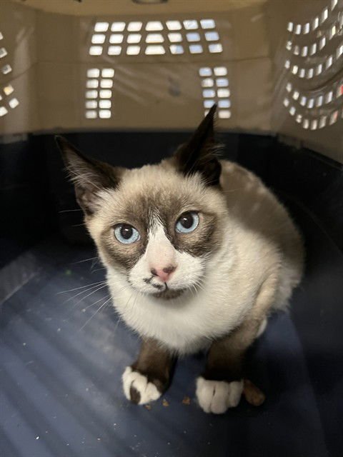 MR MUSTACHIO - Snowshoe available for adoption