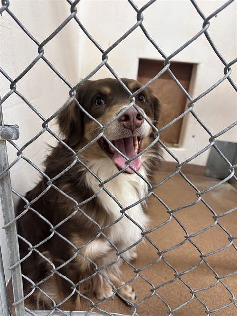 BRUNO - Australian Shepherd available for adoption