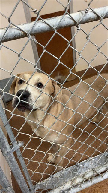 JURASSIC - Labrador Retriever for adoption in Casper