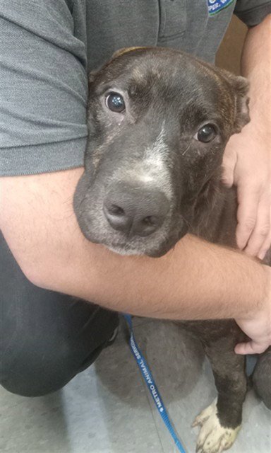 SNIPES - Pit Bull Terrier available for adoption