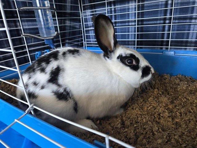 MEI MEI - Shorthaired Rabbit available for adoption