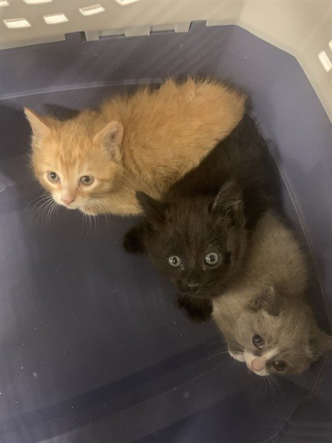 ZIGZAG - Domestic Short Hair for adoption in Casper