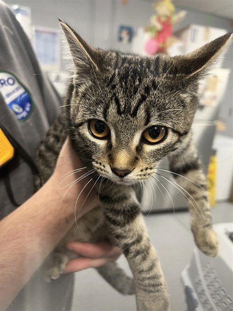 AMETHYST - Domestic Short Hair available for adoption