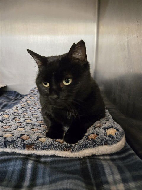 BRYNN - Domestic Short Hair available for adoption