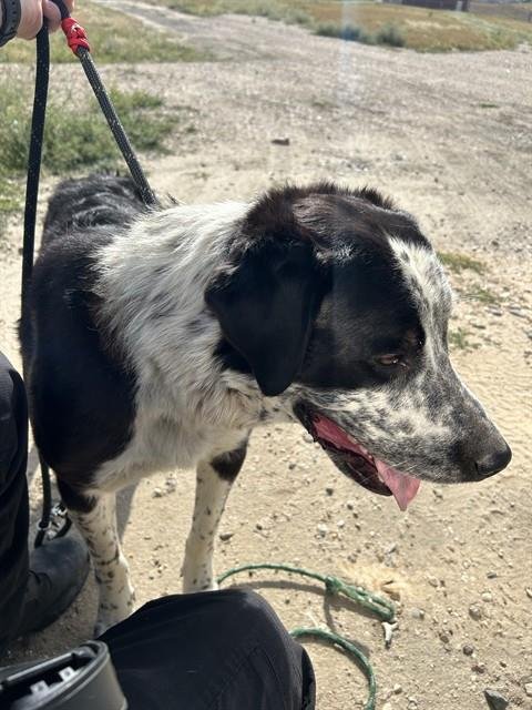 MARBLE - Labrador Retriever / Border Collie available for adoption