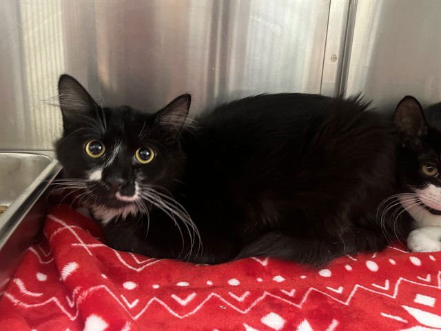 PRINCE - Domestic Short Hair available for adoption