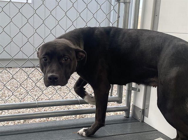 CARLEE - Pit Bull Terrier available for adoption