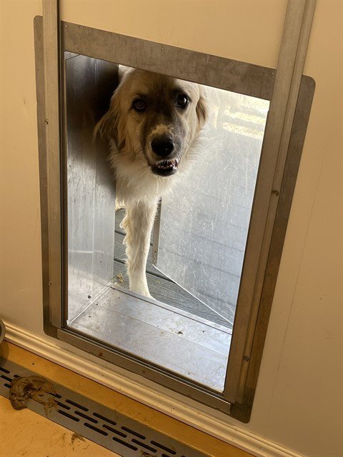CHICKEN NUGGET - Great Pyrenees / Anatolian Shepherd available for adoption