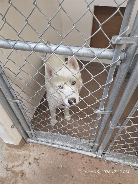 A122531 - Siberian Husky available for adoption