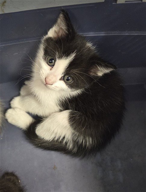 GREY - Domestic Short Hair available for adoption
