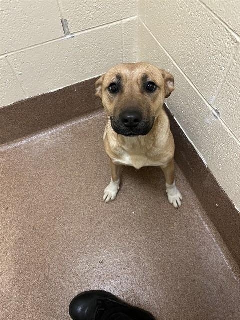 MATILDA - Pit Bull Terrier available for adoption