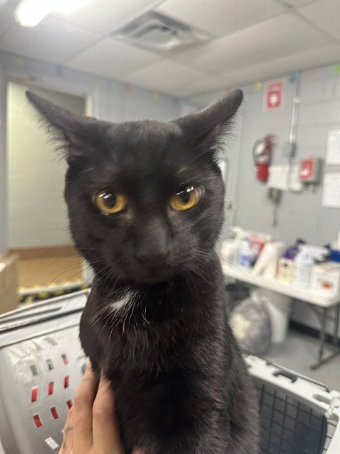 LUCAS - Domestic Short Hair available for adoption