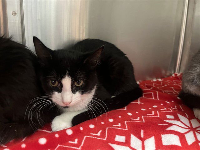 TINY - Domestic Short Hair available for adoption