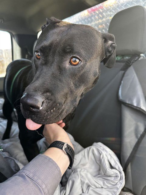 ABBY - Pit Bull Terrier available for adoption