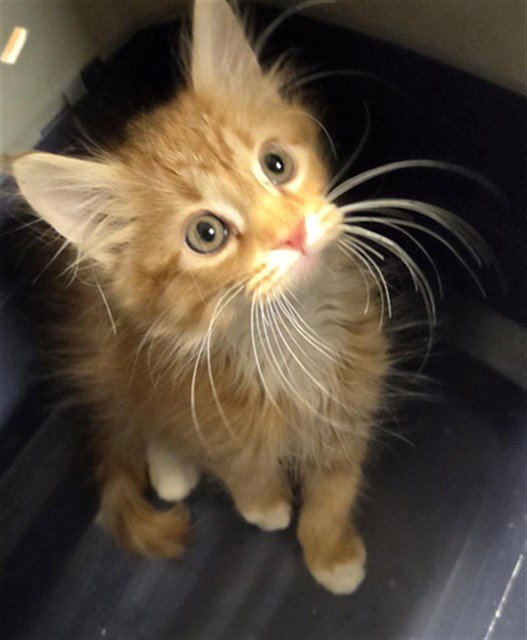 WHISKERS FOR DAYS Image