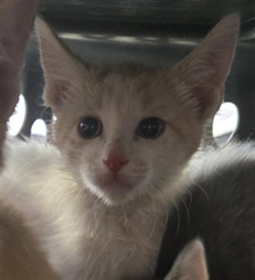 FRODO - Domestic Short Hair available for adoption