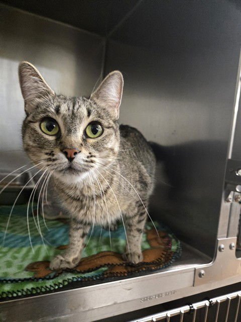 ALICE - Domestic Short Hair available for adoption