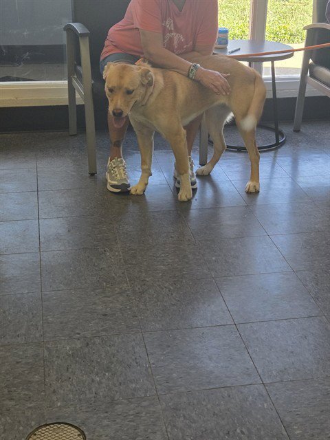 SKY - Golden Retriever available for adoption