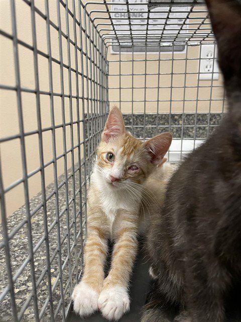 MITTENS - Domestic Short Hair available for adoption