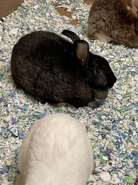A122491 - Shorthaired Rabbit available for adoption