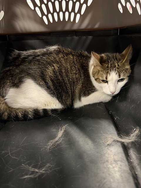 SKINNY - Domestic Short Hair available for adoption