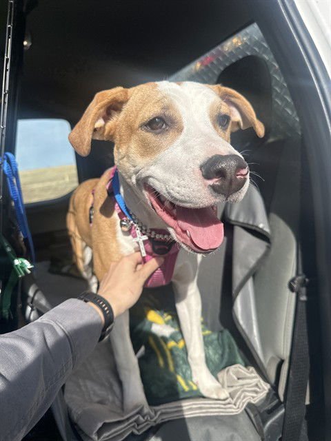 COCO - Pit Bull Terrier available for adoption