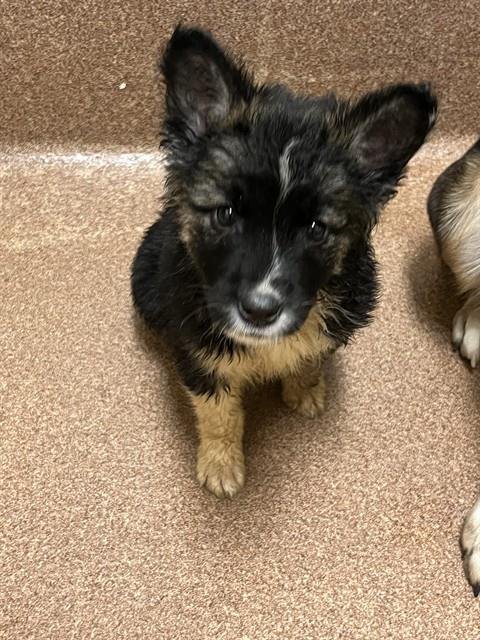 DIESEL - Pit Bull Terrier available for adoption