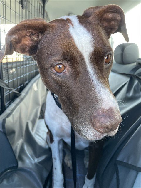 AFTON - Pointer / Border Collie available for adoption