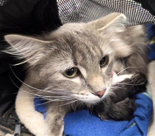 SAMMY - Domestic Long Hair available for adoption