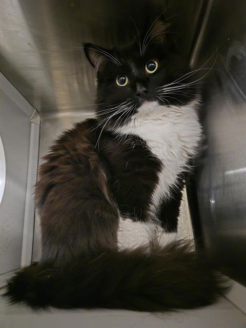 BARLOW - Domestic Medium Hair available for adoption