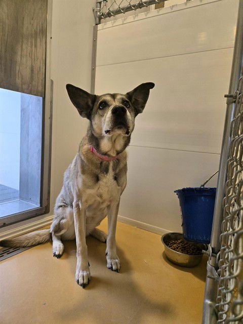 SASHA - German Shepherd Dog available for adoption