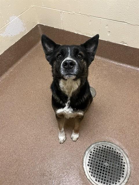 DOMINOE - German Shepherd Dog available for adoption