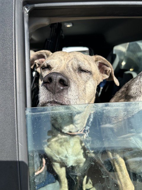 MONGO - Pit Bull Terrier available for adoption